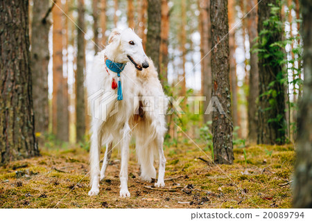 White Borzoi, Hunting dog in Spring Summer Forest White Borzoi, Hunting dog in Spring Summer Forest 20089794
