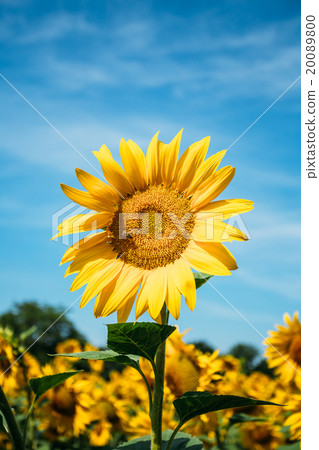 Close up of bright yellow bloomng sunflowers field 20089800