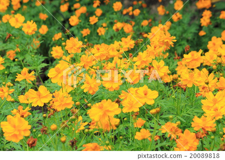 yellow cosmos flower blooming 20089818