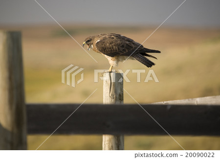 Swainson Hawk on Post 20090022
