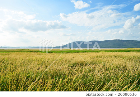 Rural Beautiful land 20090536