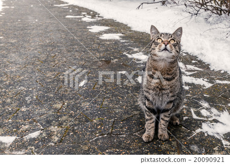 Cat sitting on a sidewalk 20090921