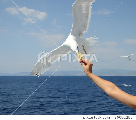 seagull seagull 20091293