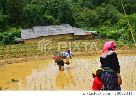 越南Bakuha家庭的Mong家庭水稻種植 越南Bakuha家庭的Mong家庭水稻種植 20092311