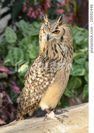 孟加拉Eagleworm 20092446