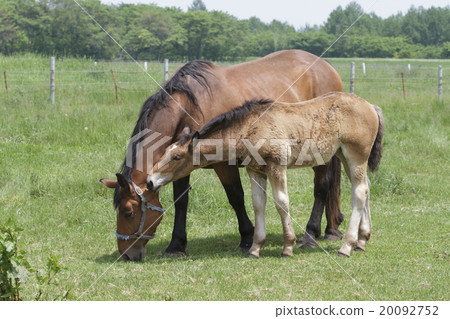 Ban ranch of a horse Ban ranch of a horse 20092752