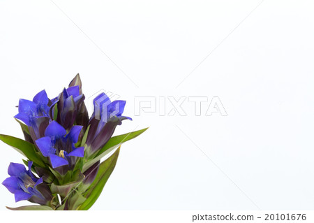 Gentian flowers Gentian flowers 20101676