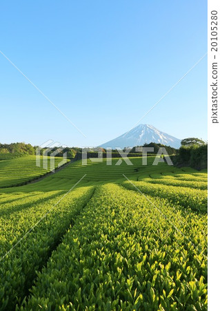 富士在初夏和茶園 20105280