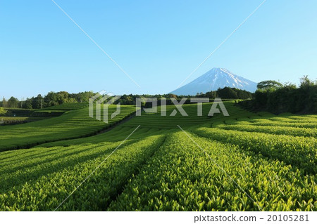 富士在初夏和茶園 20105281