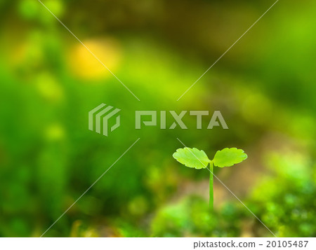 Plant seedling 20105487