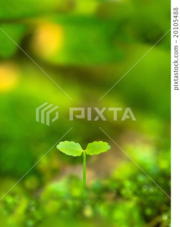 Plant seedling Plant seedling 20105488