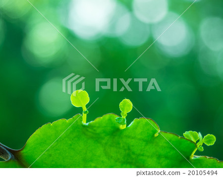 Happy leaves the buds emerge from the leaves 20105494