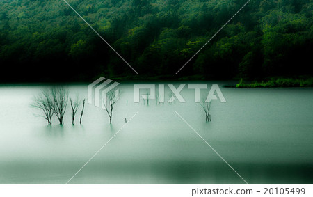 Loneliness forest 20105499