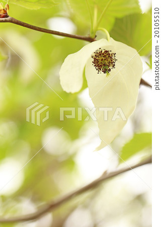 Handkerchief 20105510