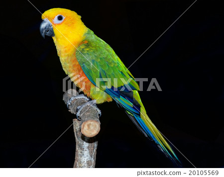 Nanairo Mexico parakeet Nanairo Mexico parakeet 20105569