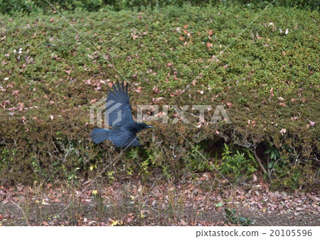 Flight 20105596