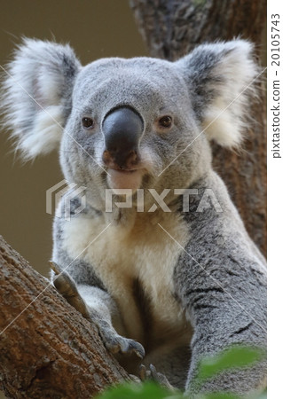 Koala 20105743