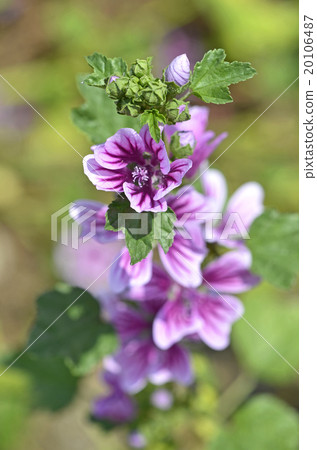 Zeniaoi（錢敖） 20106487