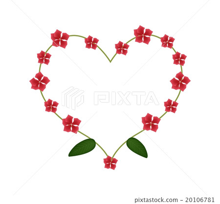 Madagascar Periwinkle Flowers 20106781