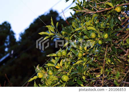 金橘·Kanetsuki 20106853