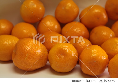 Kumquat · Kanetsuki Kumquat · Kanetsuki 20106870