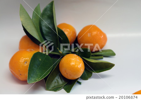 Kumquat · Kanetsuki Kumquat · Kanetsuki 20106874