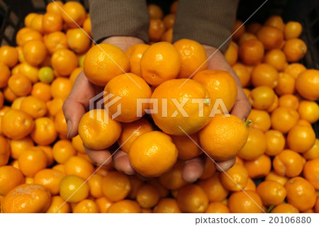 Kumquat · Kanetsuki Kumquat · Kanetsuki 20106880