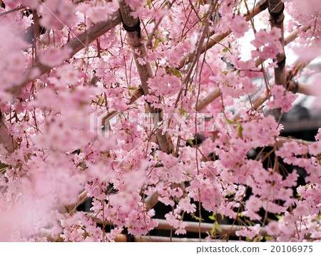 Cherry tree in full bloom  20106975