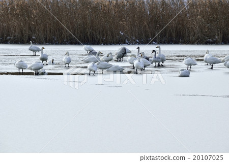 Hayasaki Inside Lake Biotope's swan swan 20107025