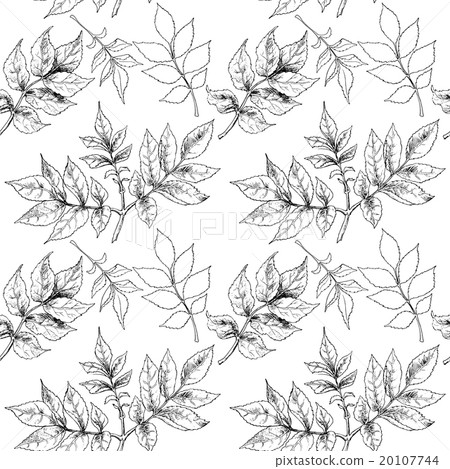 Hand drawn autumn leaves Hand drawn autumn leaves 20107744