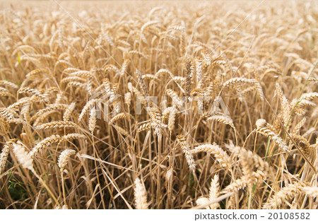 field of ripening wheat ears or rye spikes 20108582