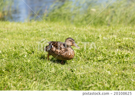 duck walking on green summer meadow 20108625
