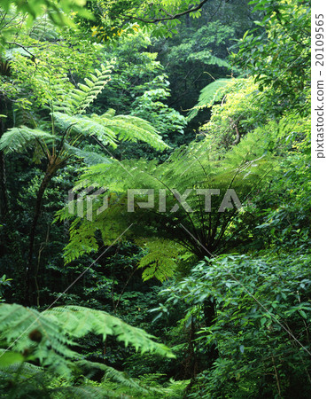 Kimagori original forest Kimagori original forest 20109565