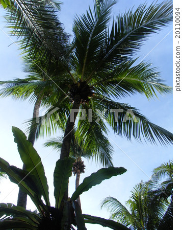 View of Borneo 20110094