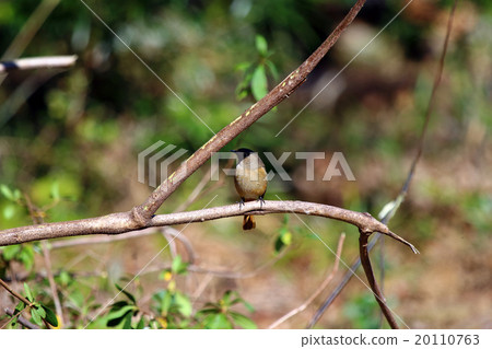 鳳頭·Jawitaki 鳳頭·Jawitaki 20110763