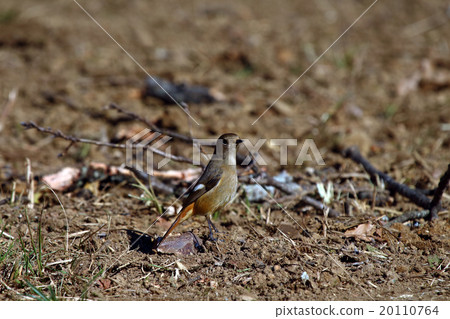 鳳頭·Jawitaki 20110764