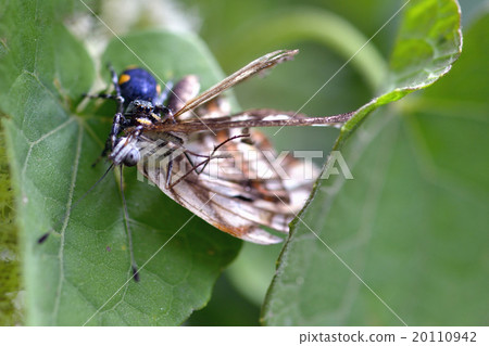 由玻利維亞的蝴蝶蜘蛛捕食 20110942