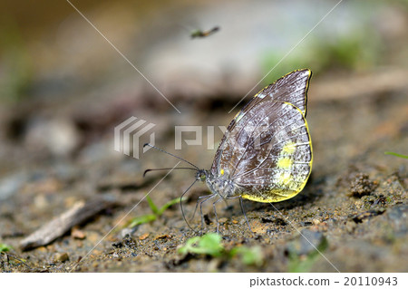 玻利維亞蝴蝶銀杏朋友 20110943