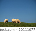 Green and blue and herbivorous sheep 20111077