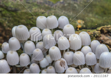 mushrooms growing on a live tree in the forest 20111167