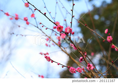 梅花 梅花 20111187