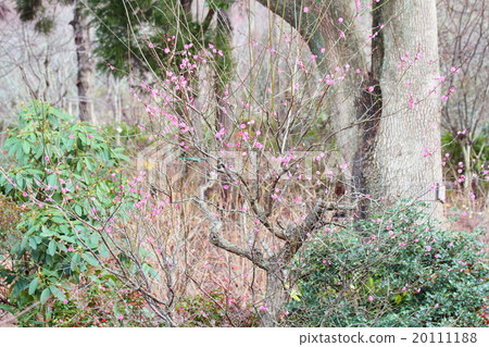 Ume flower Ume flower 20111188
