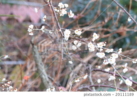 Ume flower Ume flower 20111189