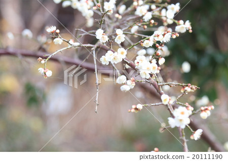 梅花 梅花 20111190