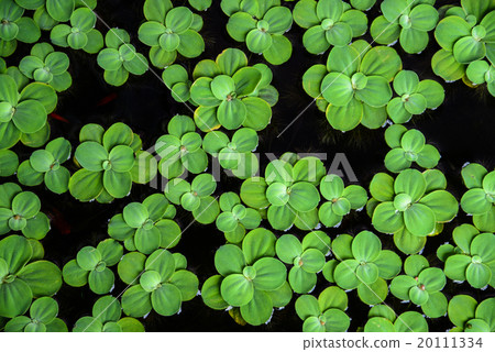leaves of green water fern, mosquito fern 20111334