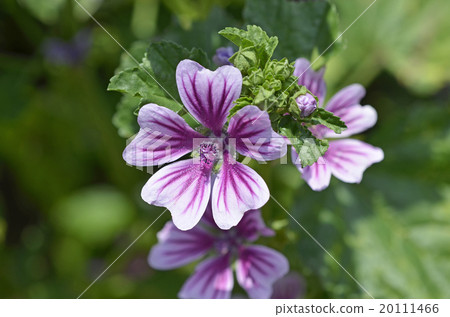 Zeniaoi (Qian Ao) 20111466