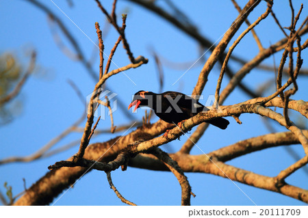 Cucumber cane Cucumber cane 20111709