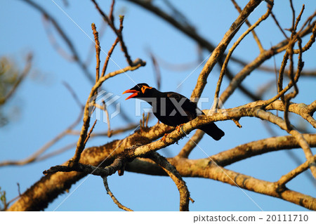 黃瓜手杖 20111710