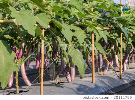 Purple long eggplant on its tree Purple long eggplant on its tree 20111799