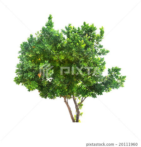 Big Indian almond tree isolated on white 20111960